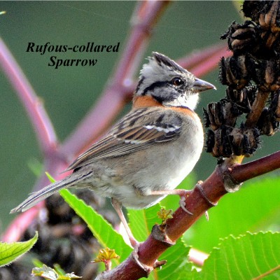 Rufous-collared Sparrow